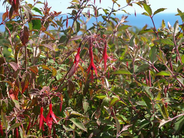Fuchsia magellanica Ladys Ear Drops Onagraceae Images
