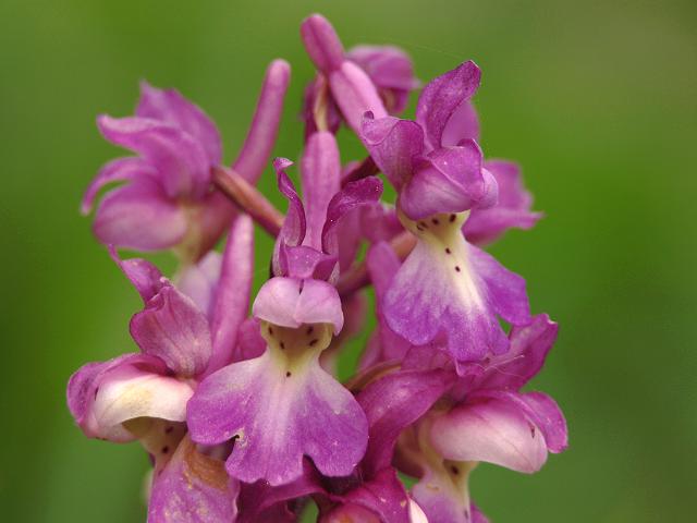 Orchis mascula Early Purple Orchid Orchidaceae Images