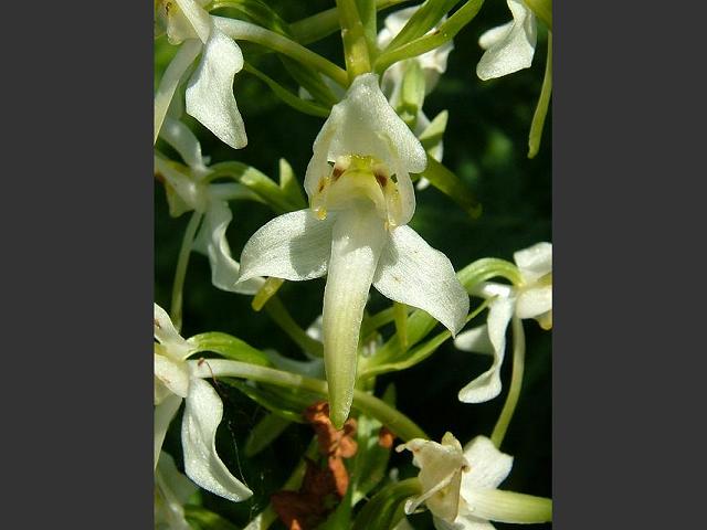 Platanthera chlorantha Greater Butterfly Orchid Orchidaceae Images