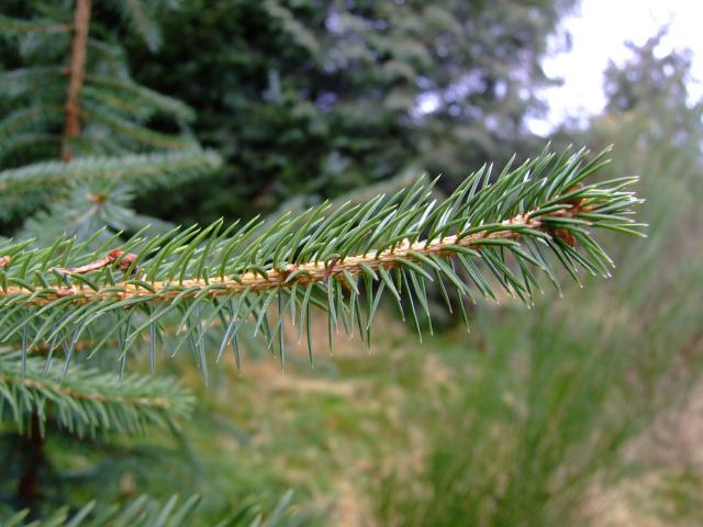 Picea abies Norway Spruce Pinaceae Images