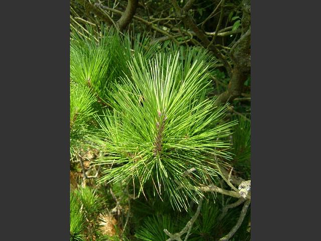 Pinus radiata Monterey Pine Pinaceae Images