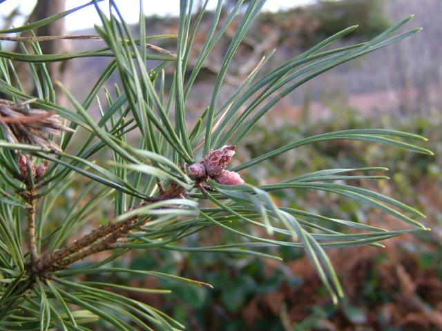 Pinus sylvestris Scots Pine Pinaceae Images