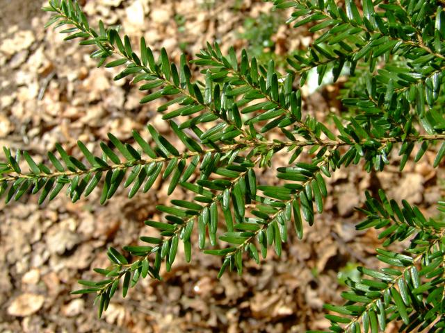 Tsuga heterophylla Western Hemlock Pinaceae Images