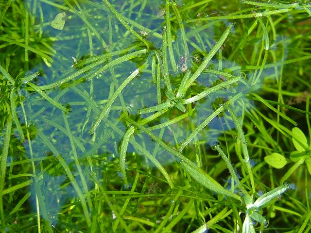 Callitriche brutia Pedunculate Water Starwort Plantaginaceae Images