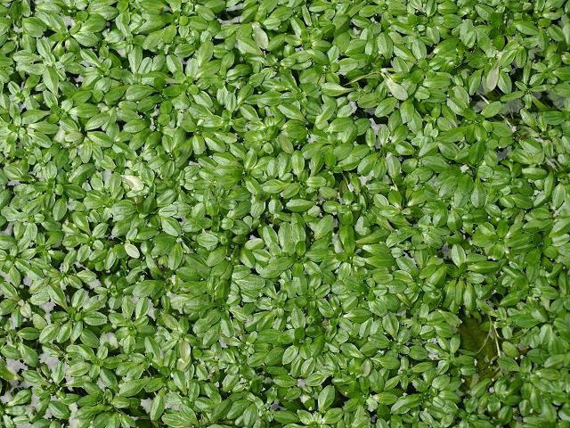 Callitriche hamulata Intermediate Water Starwort Plantaginaceae Images