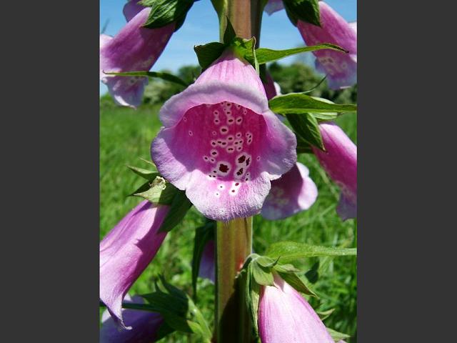 Digitalis purpurea Foxglove Hybrids Plantaginaceae Images