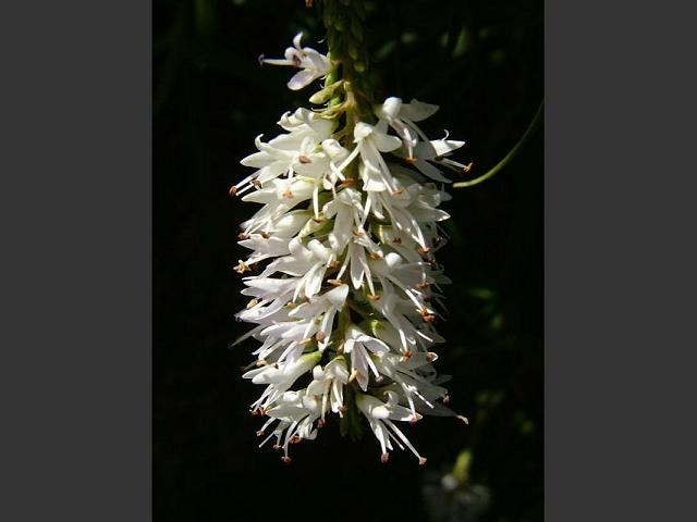 Hebe salicifolia Koromiko Plantaginaceae Images