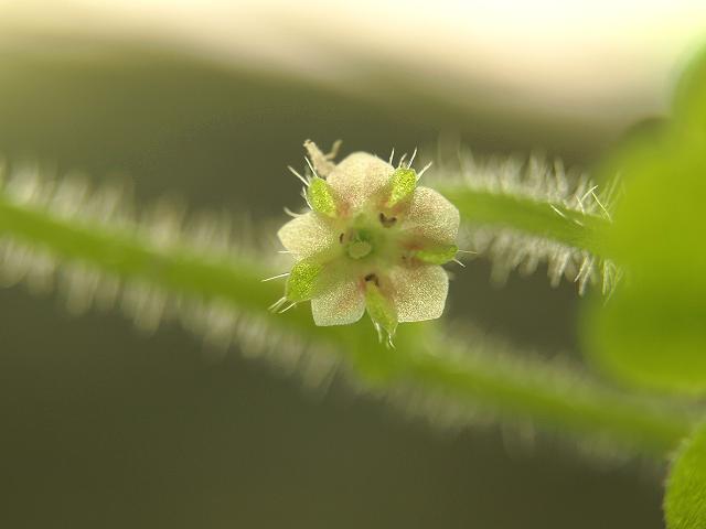 Sibthorpia europaea Cornish Moneywort Plantaginaceae Images