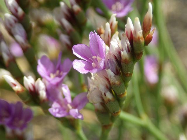 Limonium britannicum subspecies britannicum Rock Sea-lavender Plumbaginaceae Images