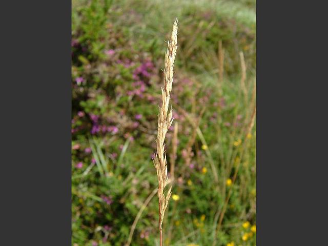 Agrostis curtisii Bristle Bent Grass Images