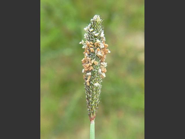 Alopecurus geniculatus Marsh Foxtail Grass Images