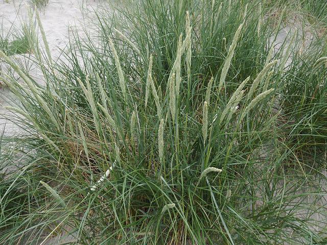 Ammophila arenaria - Marram Grass (Grass Images)