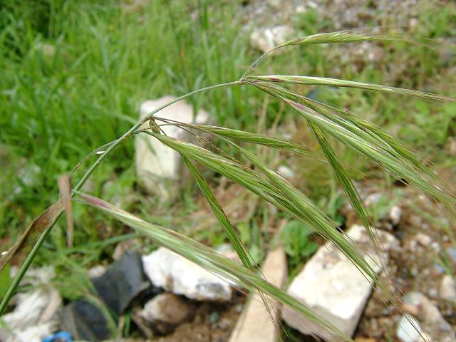 Anisantha diandra Great Brome Grass Images