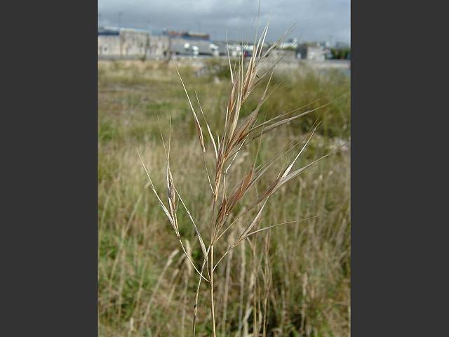 Anisantha madritensis Compact Brome Grass Images