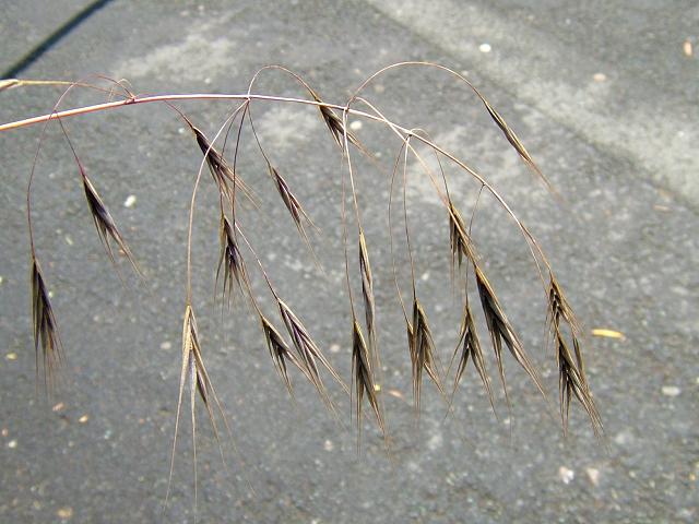 Anisantha sterilis Barren Brome Grass Images