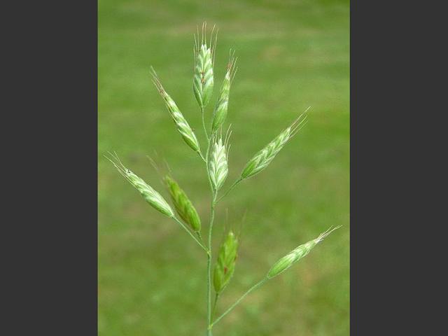 Bromus hordeaceus subspecies hordeaceus Soft Brome Grass Images