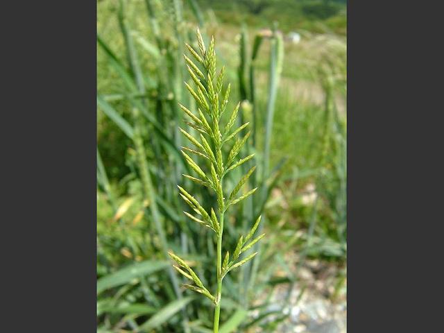 Catapodium rigidum Hard Poa or Fern Grass Grass Images