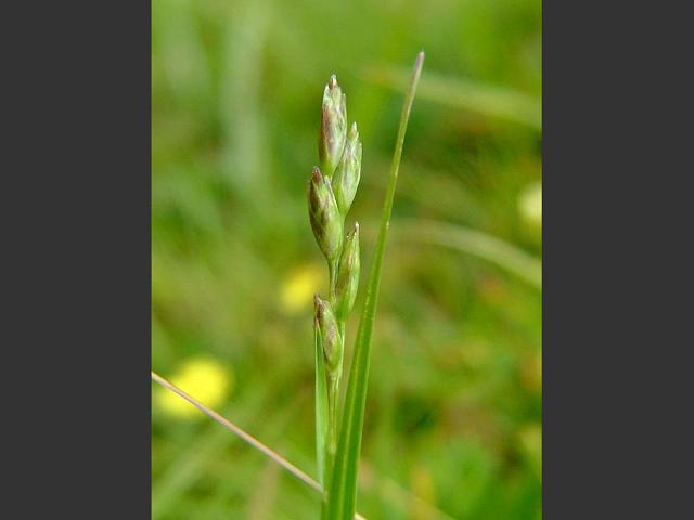 Danthonia decumbens Heath Grass Arundineae Grass Images