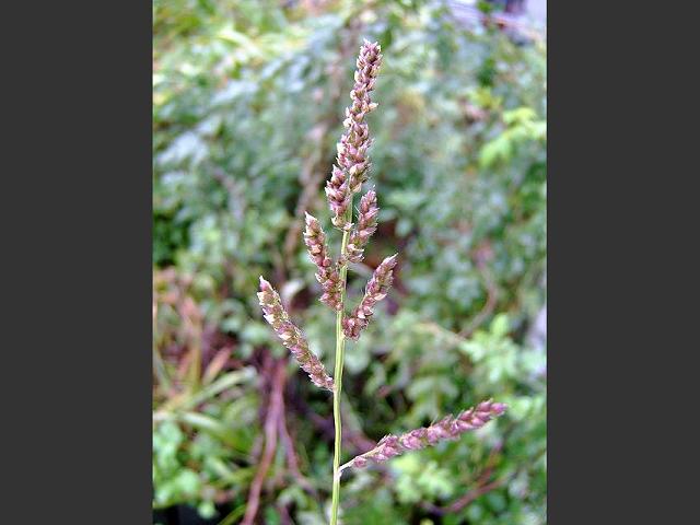 Echinochloa colona Shama Millet Arundineae Grass Images