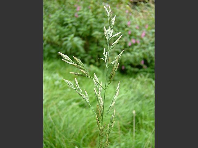 Festuca arundinacea Tall Fescue Grass Images