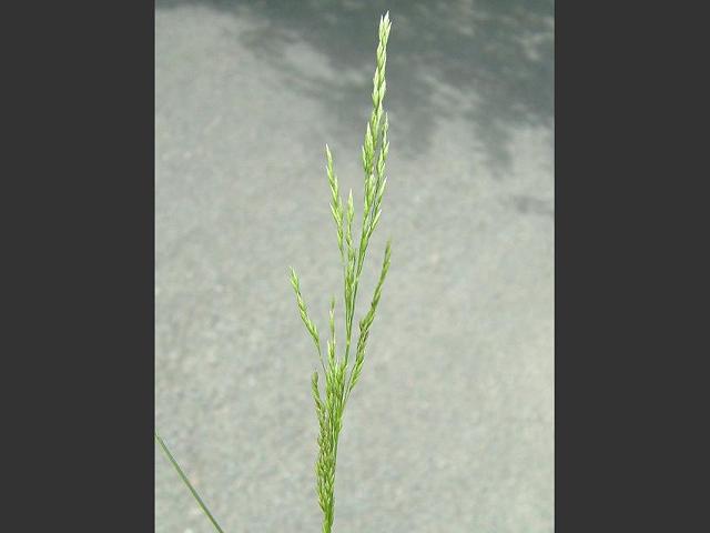 Poa pratensis Smooth Meadow Grass Grass Images
