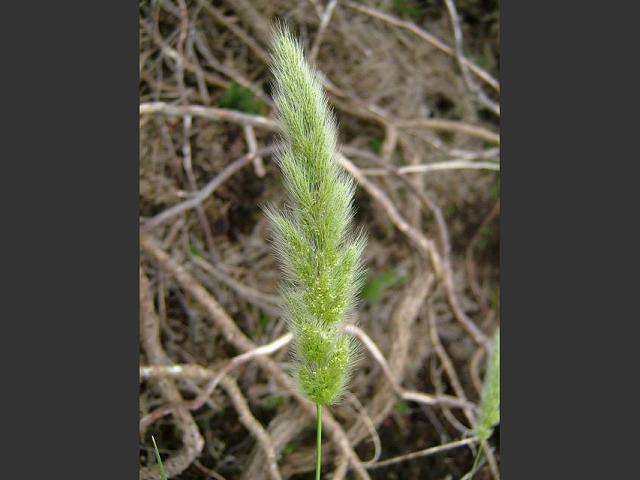 Polypogon monspeliensis Annual Beard Grass Grass Images