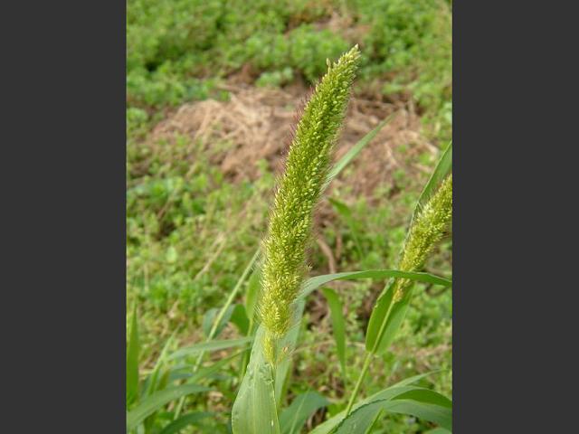 Setaria italica green Bristle Grass or Foxtail Millet Grass Images