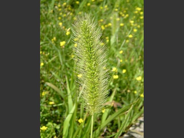 Setaria viridis Green Bristle Grass Grass Images