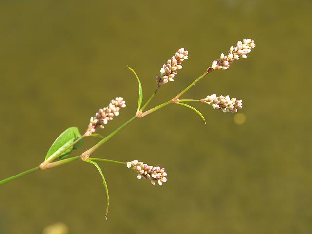 Persicaria maculosa Redshank Polygonaceae Images