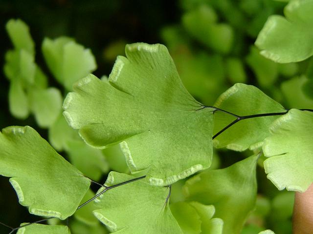 Adiantum capillus veneris Maidenhair Fern Images