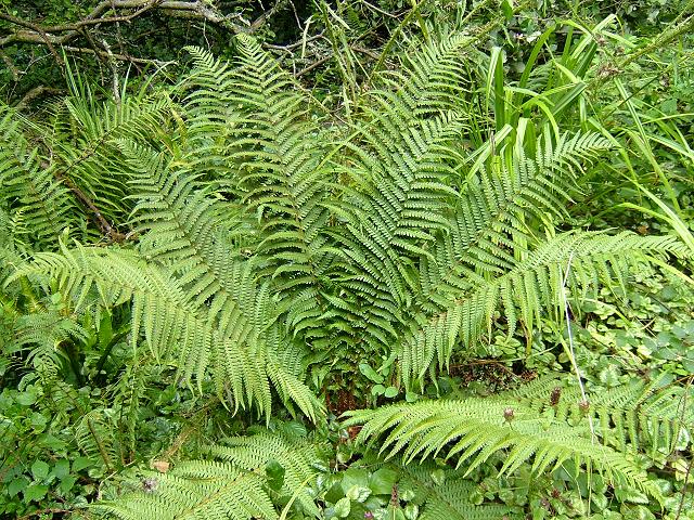 Dryopteris affinis Western Scaly Male Fern Images