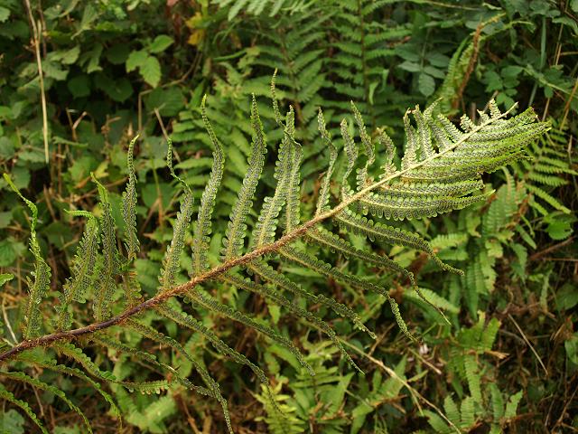 Dryopteris cambrensis Narrow Scaly Male Fern Images