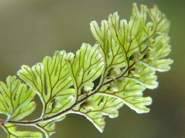 Hymenophyllum tunbrigense Tunbridge Filmy Fern Images