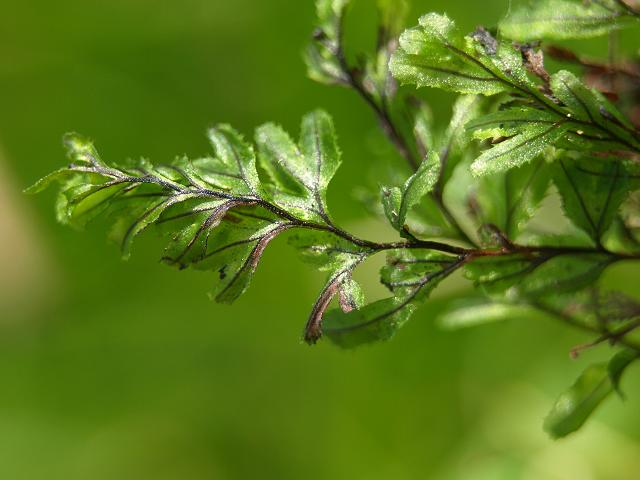 Hymenophyllum wilsonii Wilsons Filmy Fern Images
