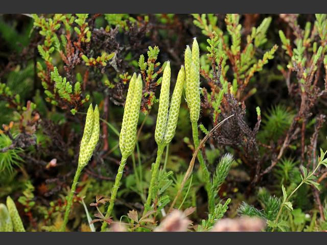 Lycopodium clavatum Stags horn Wolf paw clubmoss Images