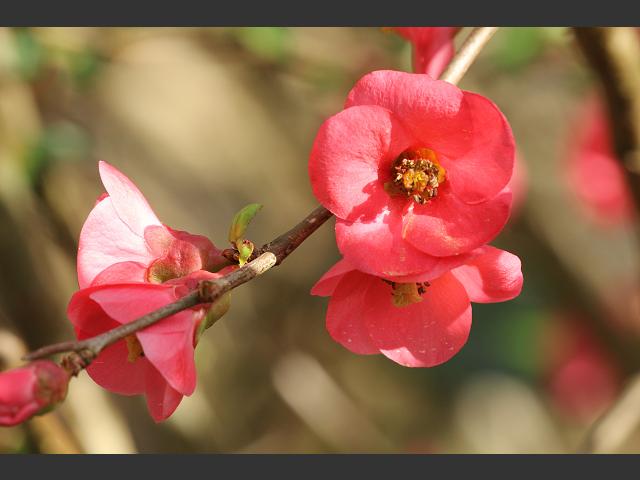 Chaenomeles japonica Maules or Japanese Quince Rosaceae Images