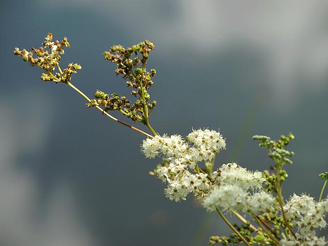 Filipendula ulmaria Meadowsweet Rosaceae Images