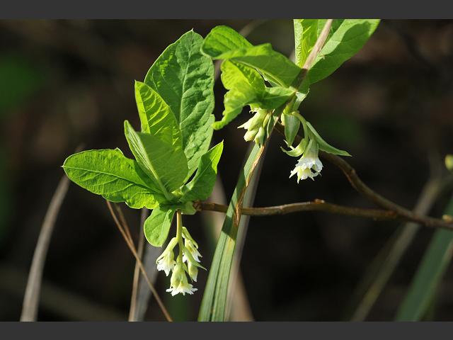 Oemleria cerasiformis Oso Berry Oregon Plum and Indian Plum Rosaceae Images