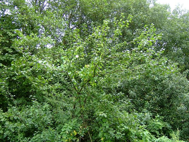 Prunus domestica subspecies insititia Damson or Bullace Rosaceae Images