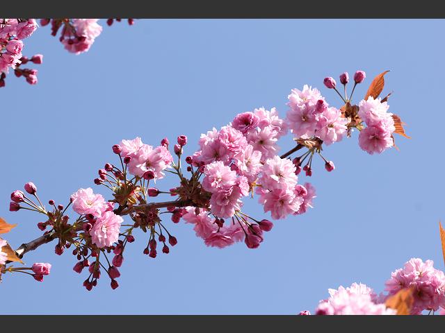 Prunus Kanzan an Ornamental Cherry Rosaceae Images