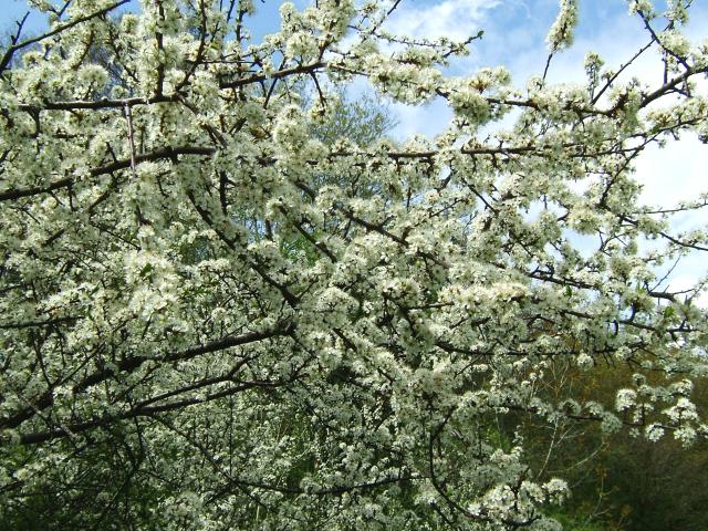 Prunus spinosa Blackthorn or Sloe Rosaceae Images