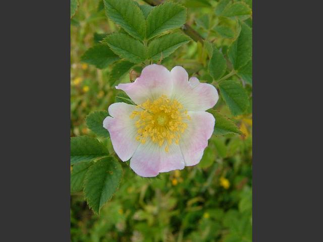 Rosa micrantha Small flowered Sweet Briar Rosaceae Images