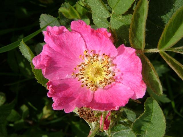 Rosa sherardii Sherards Downy Rose Rosaceae Images