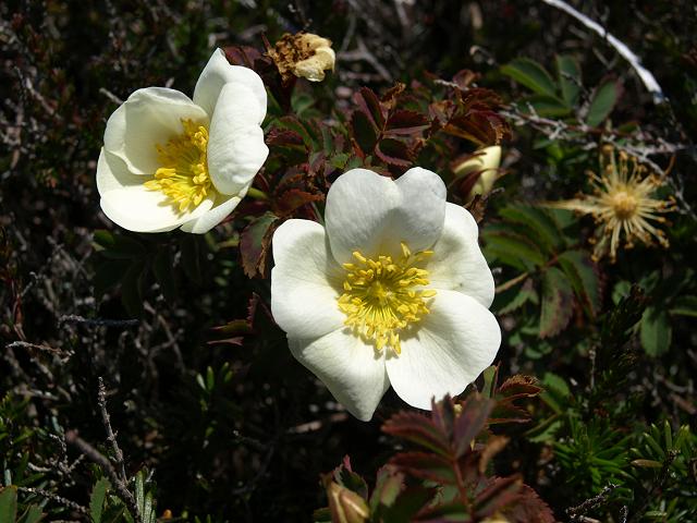 Rosa spinosissima Burnet Rose Rosaceae Images