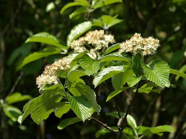 Sorbus aria Whitebeam Rosaceae Images
