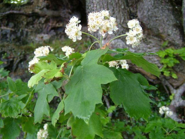 Sorbus torminalis Wild Service Tree Rosaceae Images