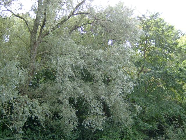 Salix alba White Willow Salicaceae Images