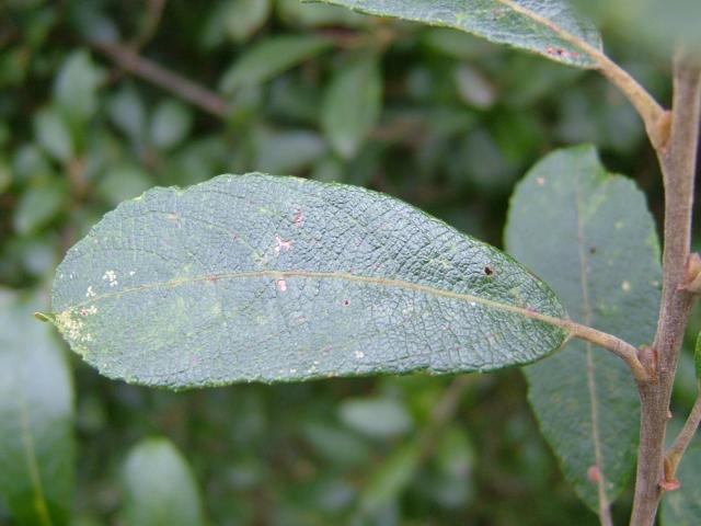 Salix cinerea subspecies oleifolia Grey Willow or Rusty Sallow Salicaceae Images