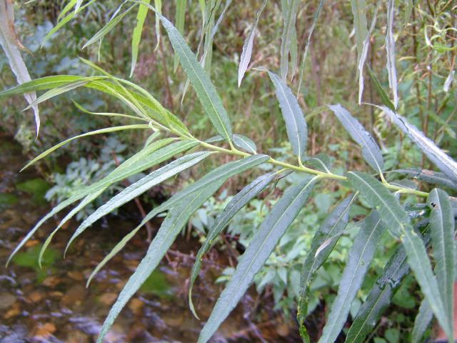 Salix viminalis Common Osier Salicaceae Images