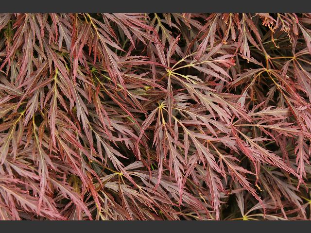 Acer palmatum Japanese Maple Sapindaceae Aceraceae Images